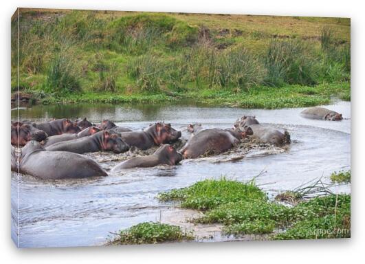 Some hippos seem to have gotten upset and started biting each other Fine Art Canvas Print