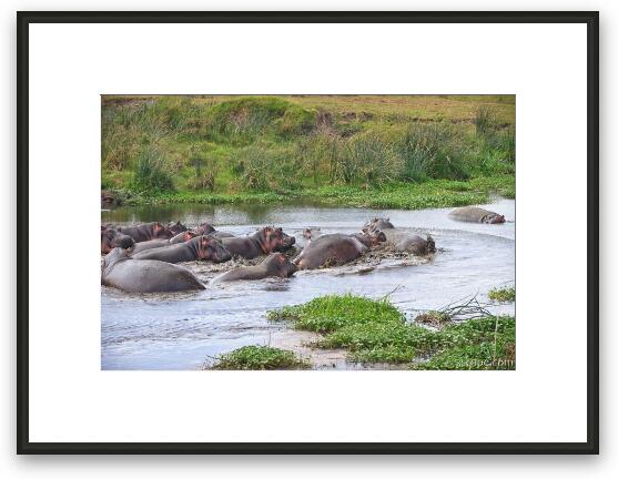 Some hippos seem to have gotten upset and started biting each other Framed Fine Art Print