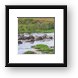 Some hippos seem to have gotten upset and started biting each other Framed Print