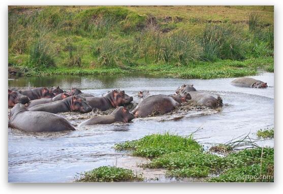 Some hippos seem to have gotten upset and started biting each other Fine Art Print