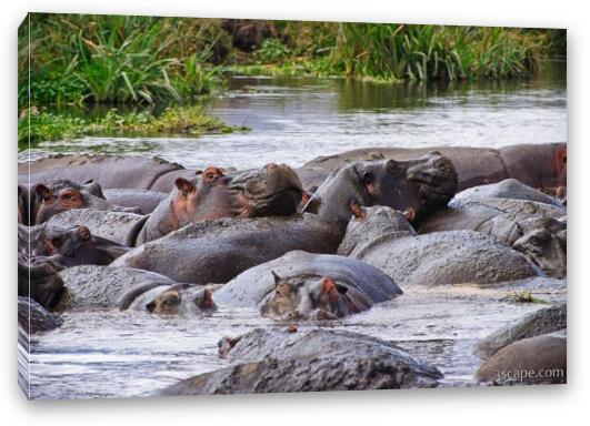 These hippos were laying all over each other Fine Art Canvas Print