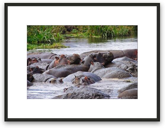 These hippos were laying all over each other Framed Fine Art Print