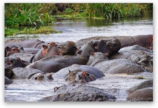 These hippos were laying all over each other Fine Art Metal Print
