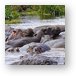 These hippos were laying all over each other Metal Print
