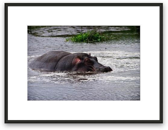 Lone hippo Framed Fine Art Print