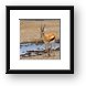 Thomson's Gazelle Framed Print