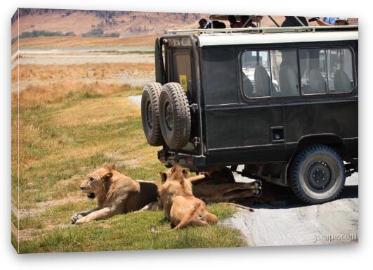 A pride of lions and cubs resting in the shade of the vehicle Fine Art Canvas Print