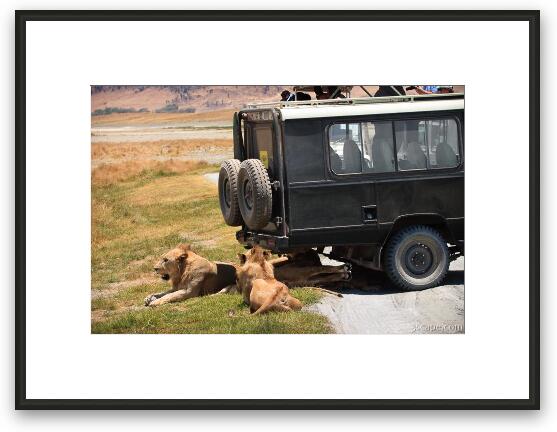 A pride of lions and cubs resting in the shade of the vehicle Framed Fine Art Print