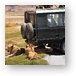 A pride of lions and cubs resting in the shade of the vehicle Metal Print