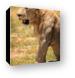 Young male lion Canvas Print