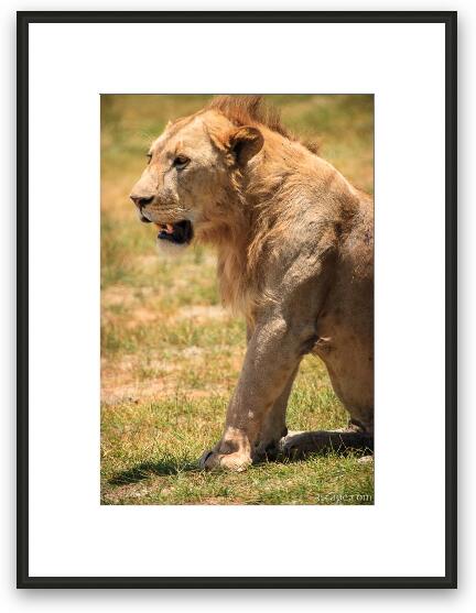 Young male lion Framed Fine Art Print