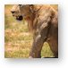 Young male lion Metal Print