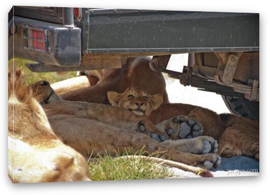 Lion cubs resting in the shade Fine Art Canvas Print