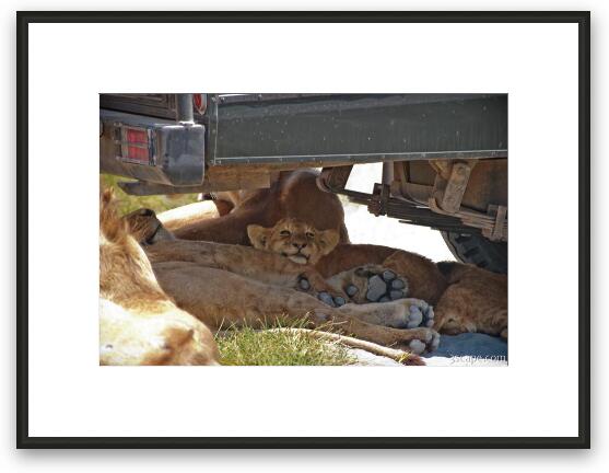 Lion cubs resting in the shade Framed Fine Art Print