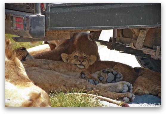 Lion cubs resting in the shade Fine Art Metal Print