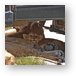 Lion cubs resting in the shade Metal Print