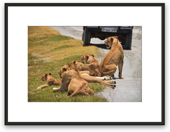 Family of lions Framed Fine Art Print