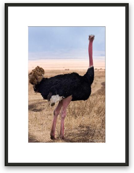 Male ostrich Framed Fine Art Print