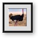 Buy Framed Print