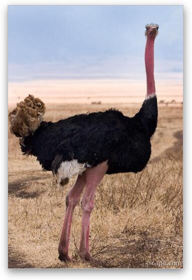 Male ostrich Fine Art Metal Print