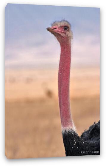 Male ostrich Fine Art Canvas Print