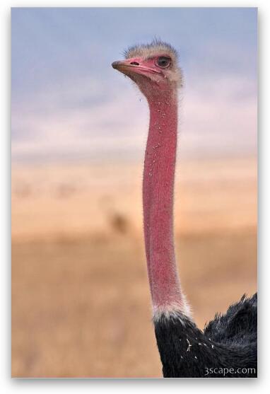 Male ostrich Fine Art Metal Print