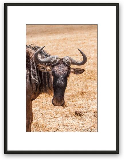Wildebeest Framed Fine Art Print