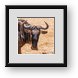 Buy Framed Print