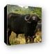 That's one smiley Cape Buffalo Canvas Print