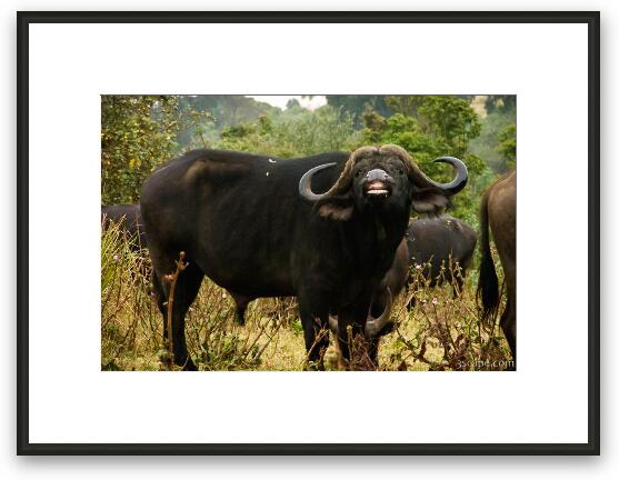 That's one smiley Cape Buffalo Framed Fine Art Print
