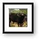 That's one smiley Cape Buffalo Framed Print