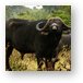 That's one smiley Cape Buffalo Metal Print