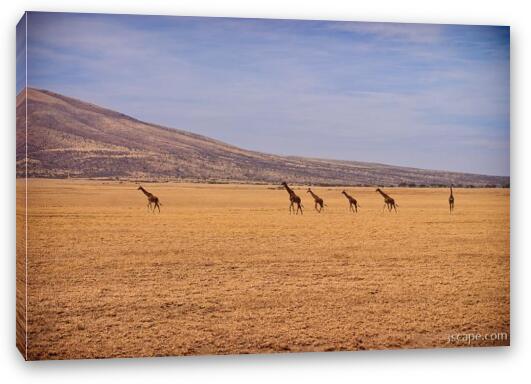 Giraffes on parade through the Serengeti Fine Art Canvas Print