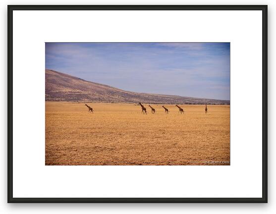 Giraffes on parade through the Serengeti Framed Fine Art Print