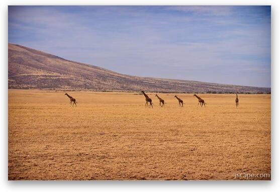 Giraffes on parade through the Serengeti Fine Art Metal Print