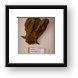 Lower jaw remains of an extinct pig Framed Print