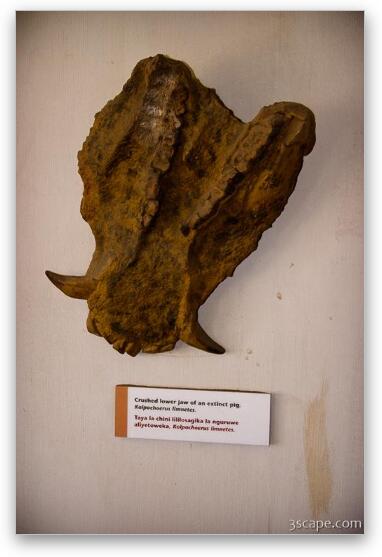 Lower jaw remains of an extinct pig Fine Art Metal Print