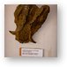 Lower jaw remains of an extinct pig Metal Print
