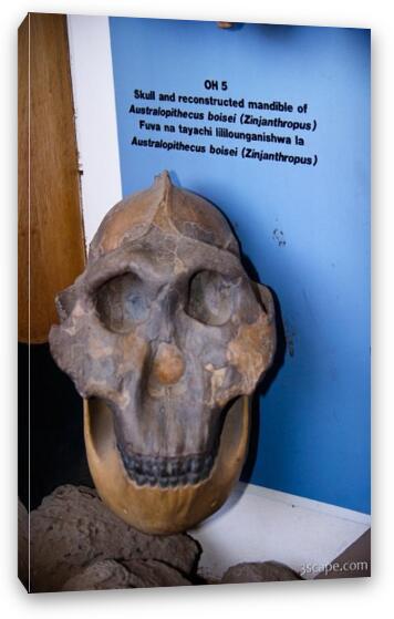 Reconstructed skull discovered in Oldupai Gorge Fine Art Canvas Print