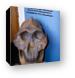 Reconstructed skull discovered in Oldupai Gorge Canvas Print