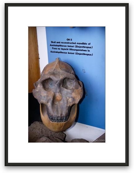 Reconstructed skull discovered in Oldupai Gorge Framed Fine Art Print