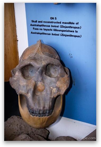 Reconstructed skull discovered in Oldupai Gorge Fine Art Metal Print