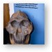 Reconstructed skull discovered in Oldupai Gorge Metal Print