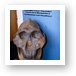 Reconstructed skull discovered in Oldupai Gorge Art Print
