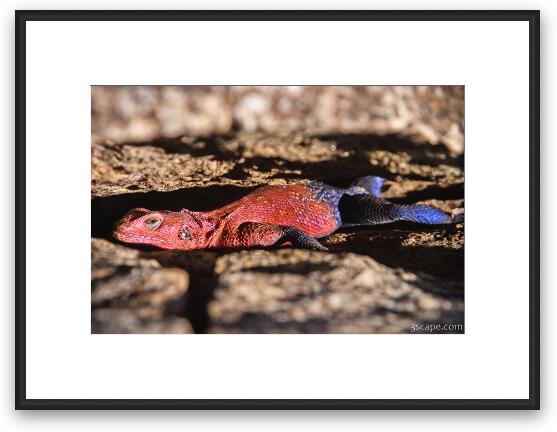 Male Agama Lizard Framed Fine Art Print