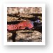 Male Agama Lizard Art Print
