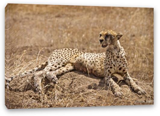 Female cheetah laying on a termite hill Fine Art Canvas Print