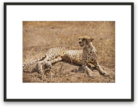 Female cheetah laying on a termite hill Framed Fine Art Print