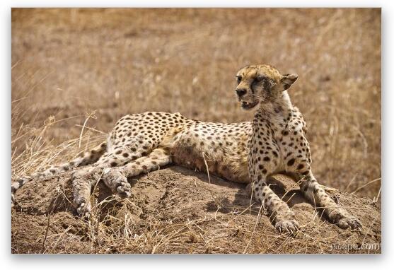 Female cheetah laying on a termite hill Fine Art Metal Print
