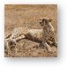 Female cheetah laying on a termite hill Metal Print